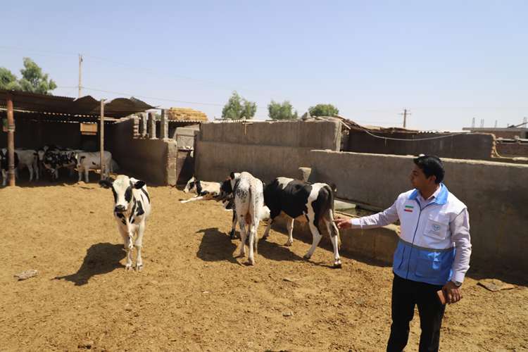 بیش از ۲ میلیون رأس دام سبک و سنگین سیستان و بلوچستان زیر چتر واکسیناسیون تب برفکی
